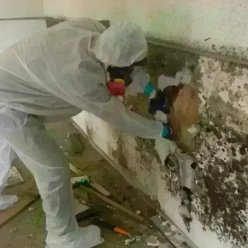 Mold Remediation and Removal in San Luis Obispo, CA